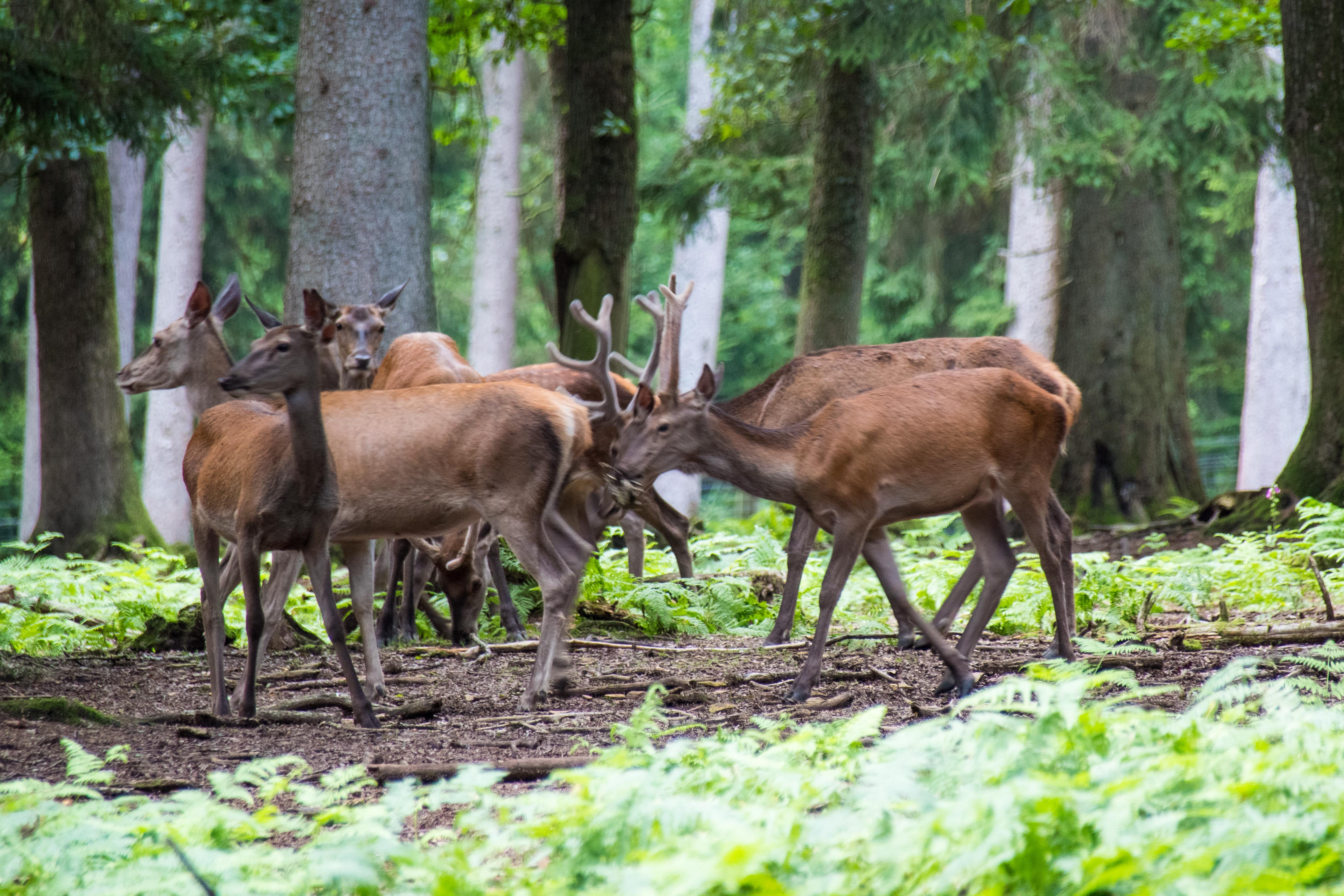 Cerfs et biches.jpg